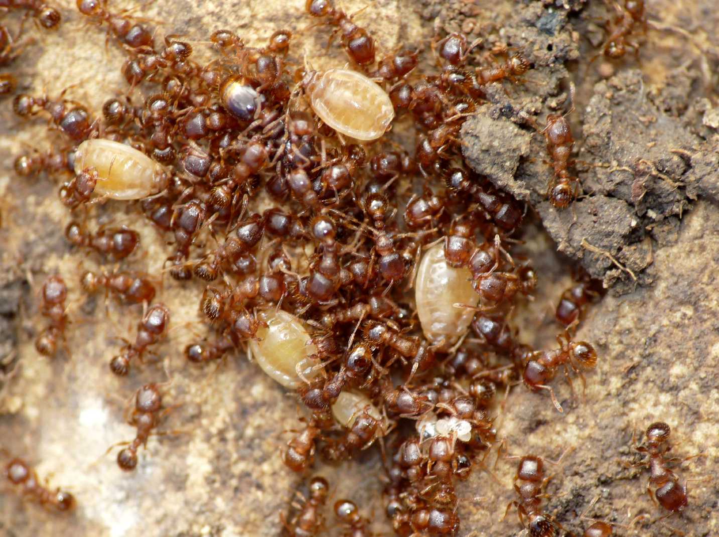 Aphididae ospiti delle formiche Tetramorium : Paracletus cimiciformis